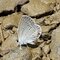 Closed wings white, beige and black butterfly