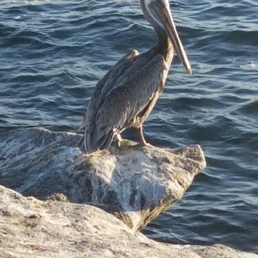 Pelican sitting on the jetty at Newport Beach, CA 2016