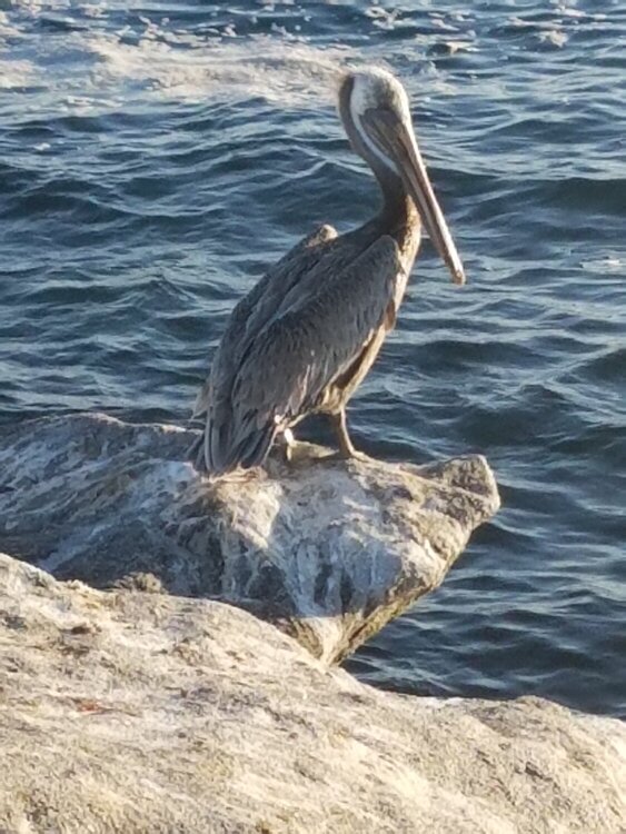 Pelican sitting on the jetty at Newport Beach, CA 2016