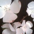 Paper Dogwood Blossoms