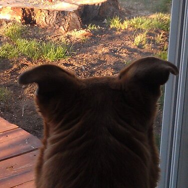 My dog watching the squirrel