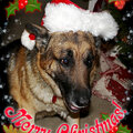 Merry christmas dog card