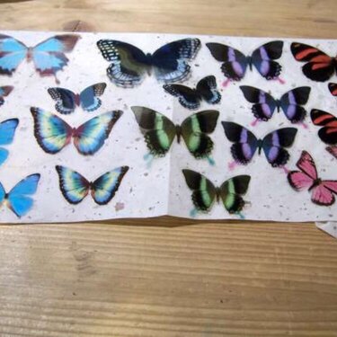 Transparency Butterflies