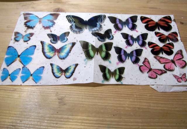 Transparency Butterflies