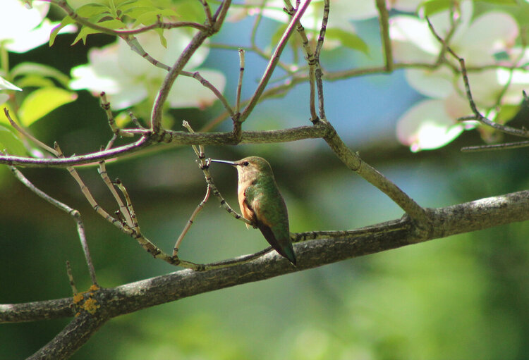 Allen&#039;s Hummingbird