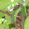 Cedar Waxwing on the Nest