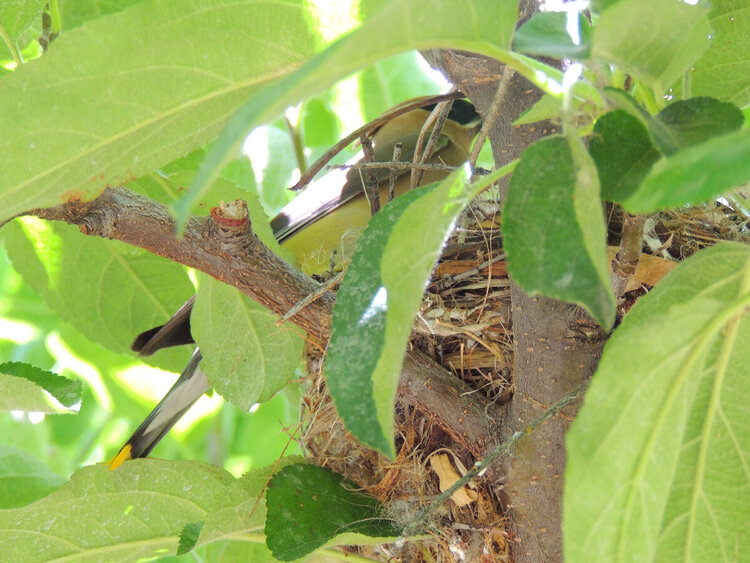 Cedar Waxwing on the Nest