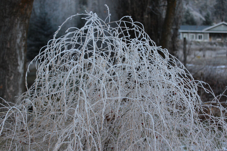 Frozen Fog on the Asparagus