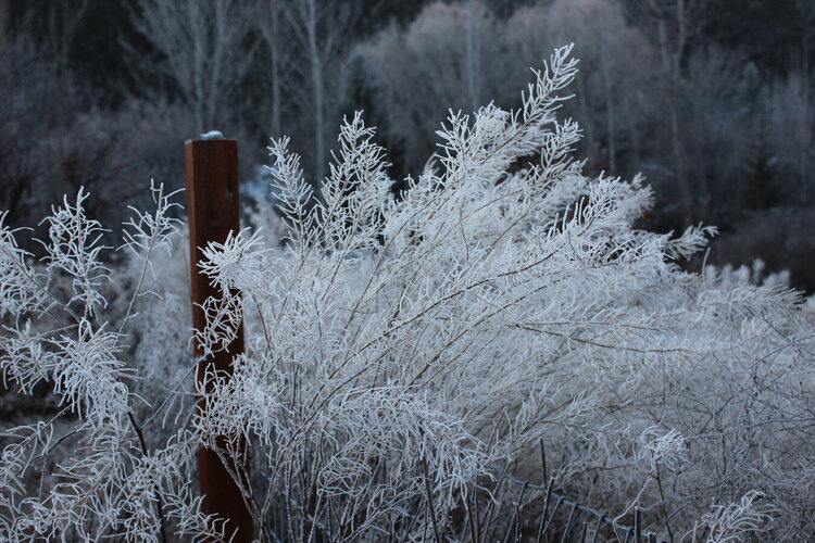 Frozen Fog