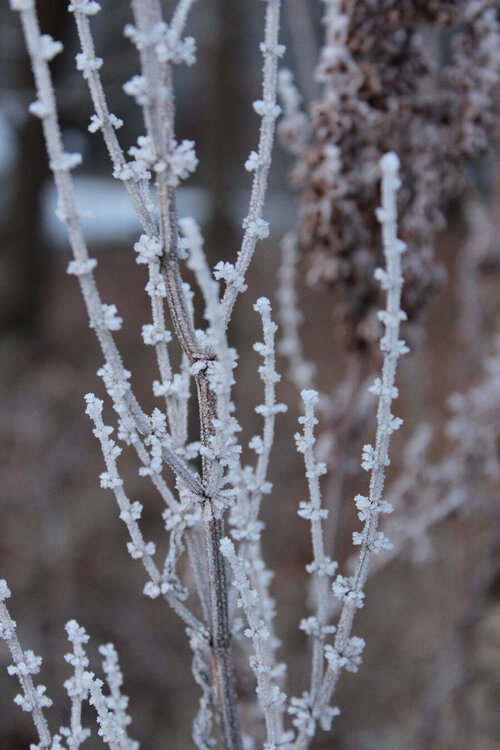 Frozen Fog