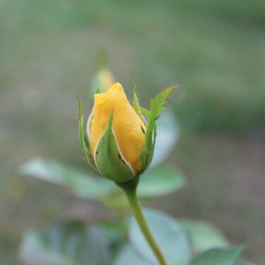 Yellow Rosebud