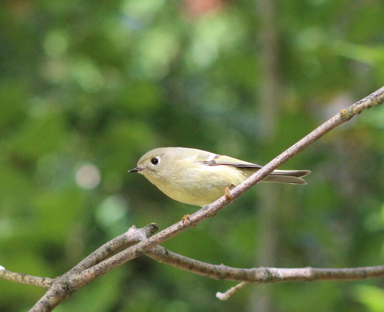 Female Kinglet