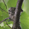 Hummingbird nest