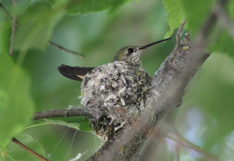 Calliope on the Nest
