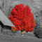 Red Maple