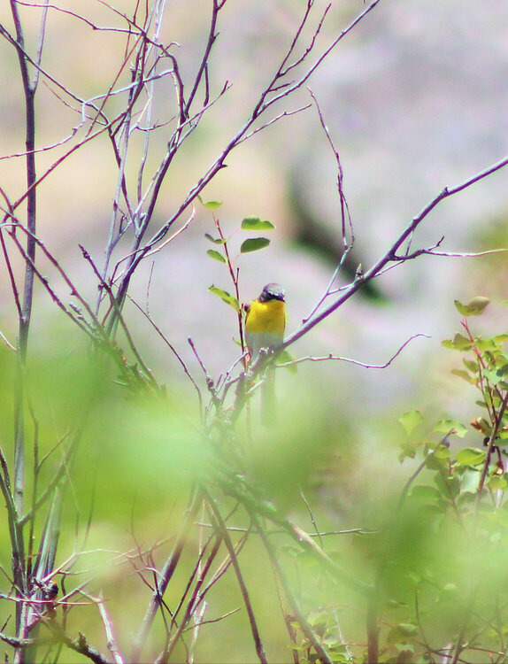 Yellow-breasted Chat