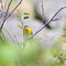 Yellow-breasted Chat