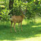 Mule Deer Buck