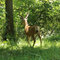 Mule Deer Buck