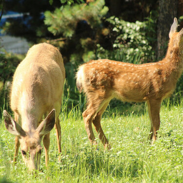 A Doe and her Fawn