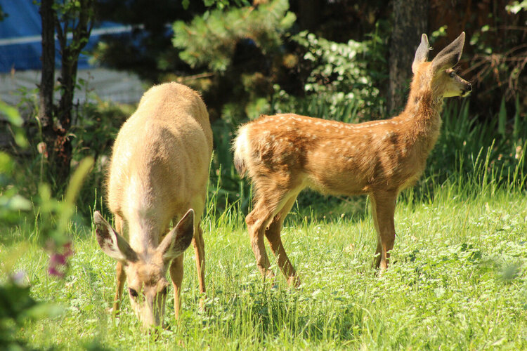 A Doe and her Fawn