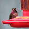 Hummingbird Visitors
