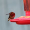 Hummingbird Visitors