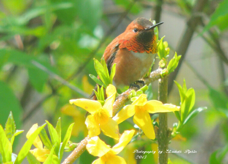 Rufous Hummingbird - &quot;Ready&quot;