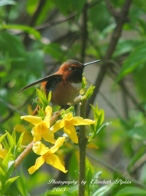 Rufous Hummingbird - &quot;Set&quot;