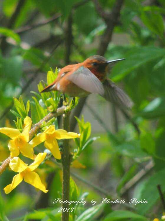 Rufous Hummingbird - &quot;GO&quot;!