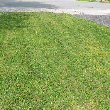 April AGC week 1 green grass