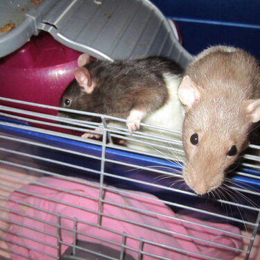 my rats