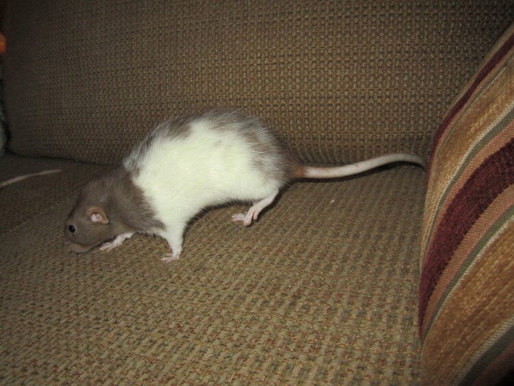 rat