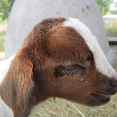 baby goat!