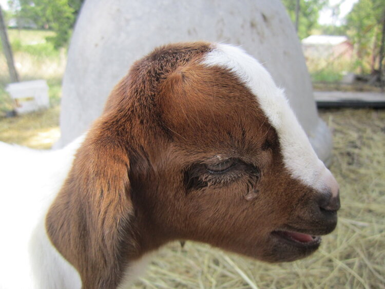baby goat!