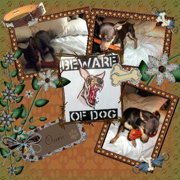 Beware of Dog