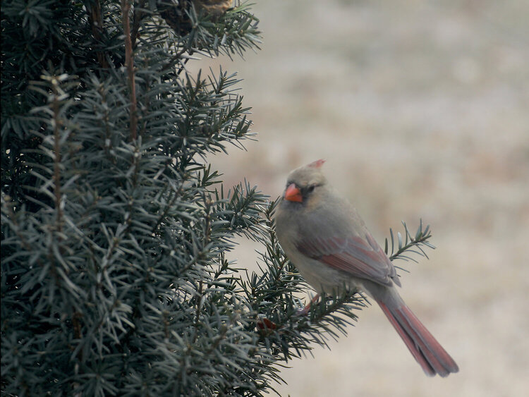 female cardinal