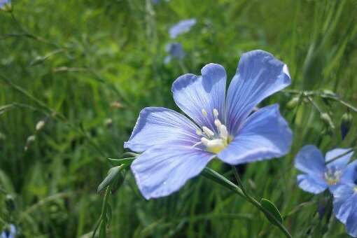 Blue Wildflowers (May POD#7)