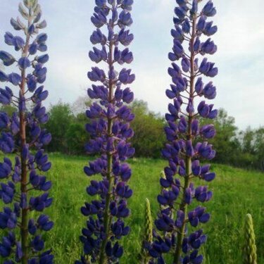Purple Wildflowers (May POD#6)