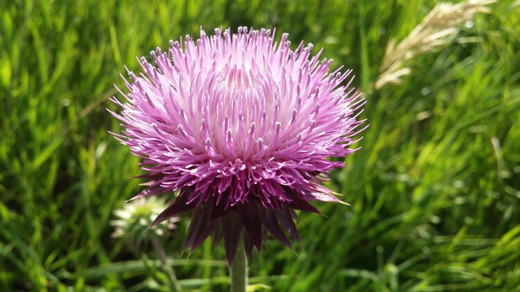 The Bloom of a Thistle