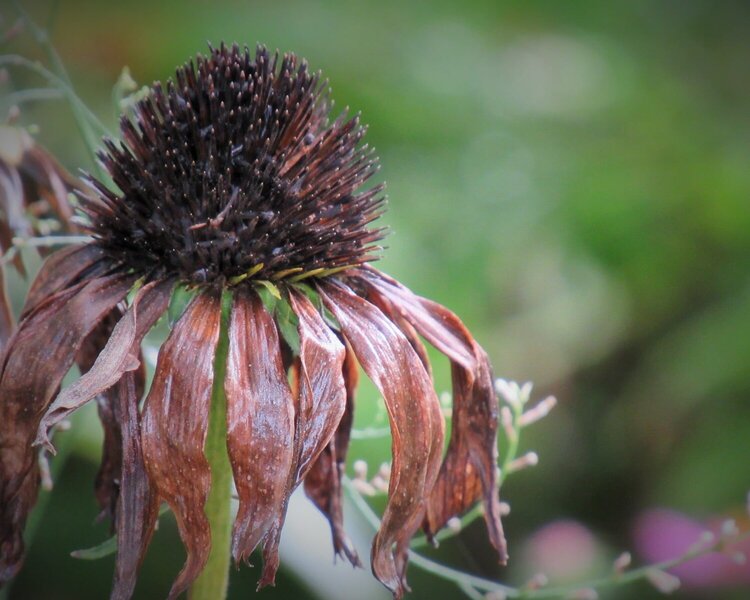 A Dying Cone Flower