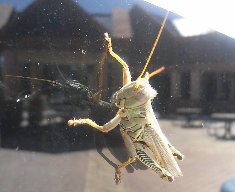 Grasshopper (POD#4)
