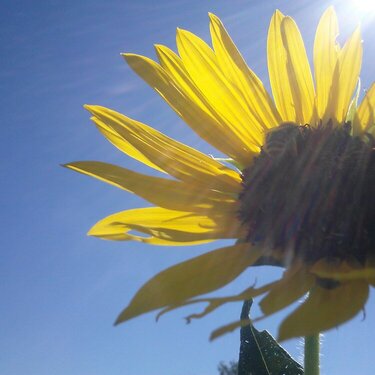 Sun on a Sunflower (POD#1 Mini Sunflare)