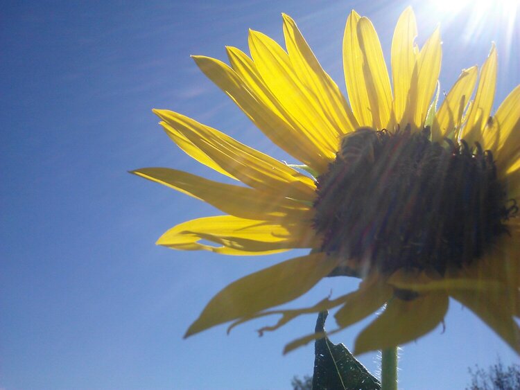 Sun on a Sunflower (POD#1 Mini Sunflare)