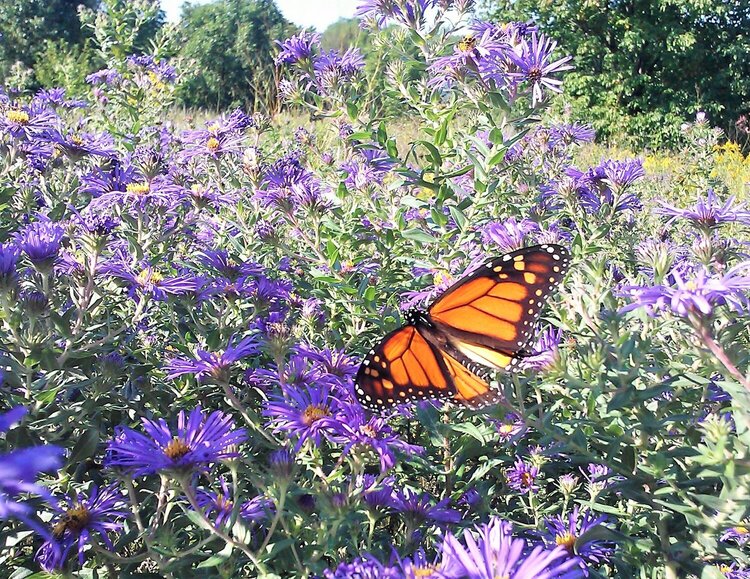 Monarch Butterfly (POD#5)