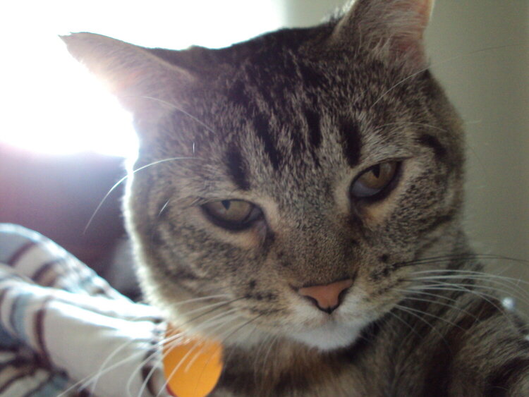 Disdainful Kitty August Photo #10