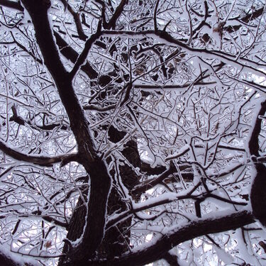 Snowy Tree (POD3)