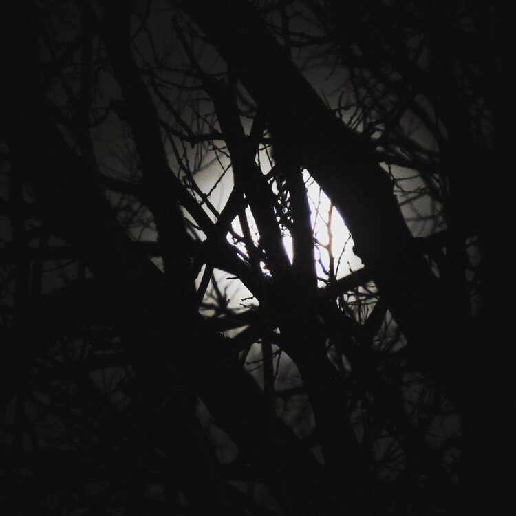 Blue Moon through the Trees