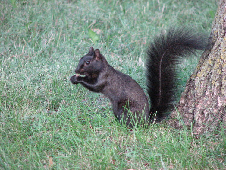 Black Squirrel 2