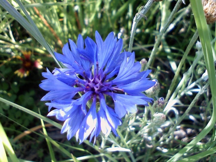 Blue Wildflower